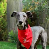 Stevie wears his Pet Blood Bank bandana with pride