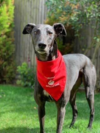 Stevie wears his Pet Blood Bank bandana with pride