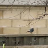 Rare B;lack Redstarts are nesting on land where developers Bellway Homes want to build 247 new homes
