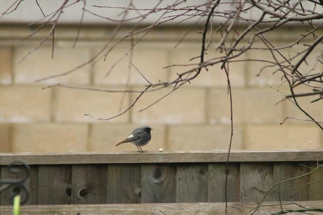 Rare B;lack Redstarts are nesting on land where developers Bellway Homes want to build 247 new homes