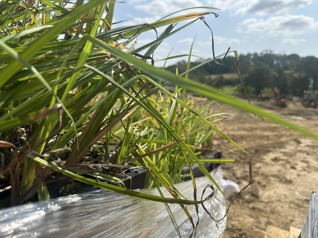 The 80,000 plants have been specially selected for their ability to break down ammonia.
