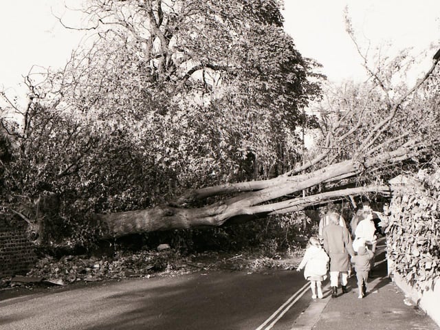 People walking by another fallen tree in Worthing the morning after the Great Storm