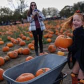 Izzy, seven, lifts up a pumpkin as families pick pumpkins at Tulleys farm ahead of Halloween on October 28, 2025. Tulleys Farm's annual 'Pick Your Own Pumpkins' event takes place over 60 acres of land throughout the month of October, with approximately 450,000 pumpkins available. Picture by Dan Kitwood/Getty Images