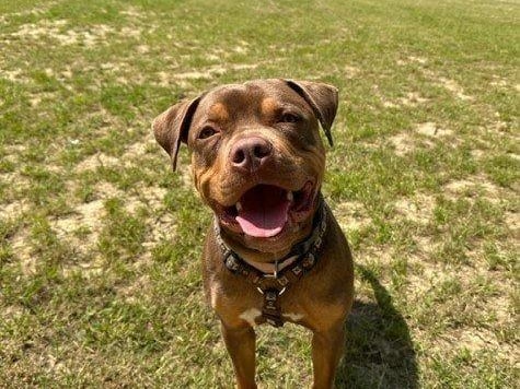 Magic is a very friendly, gentle boy who has love for everyone. He enjoys being around people and is very excitable around other dogs. He recently had one of his legs amputated, but this hasn't taken away from his bouncy and joyful character. He enjoys walks but will take full advantage of the chance to have a long lie-in in the mornings. Magic recently spent the weekend with a foster family who said he has all the qualities of a perfect best friend, and just needs a bit of time and support as he adjusts. Rescue Remedies asks all adopters to read the re-homing information carefully, especially its commitment which states all adopters should keep their dogs on leads in public places.