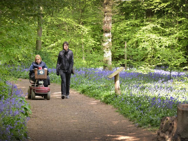 Arlington Bluebell Walk 2022 at Bates Green Farm, Tye Hill Road.
