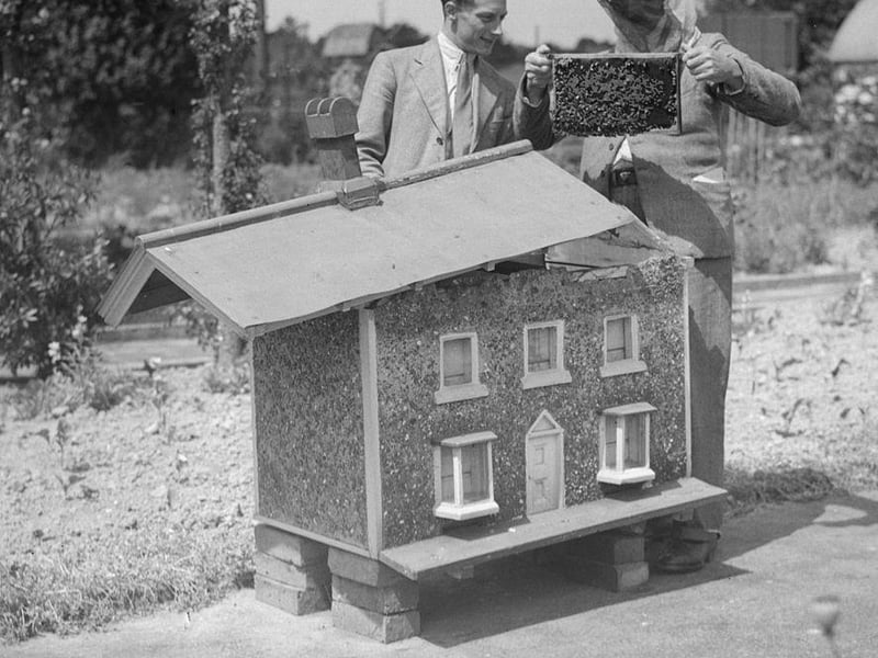 A Overton, a beekeeper from Crawley lifts a rack of honey from a beehive shaped like a house in July 1935.