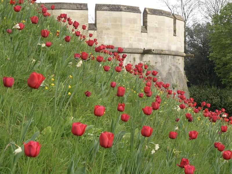 More fantastic photos of the Arundel Castle Tulip Festival
