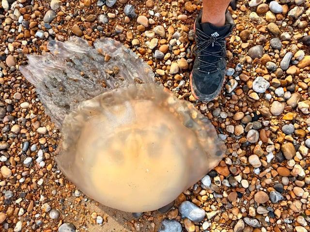 Here's why more jellyfish are washing up on the Sussex coast - and how to treat a sting. Photo: contributed.