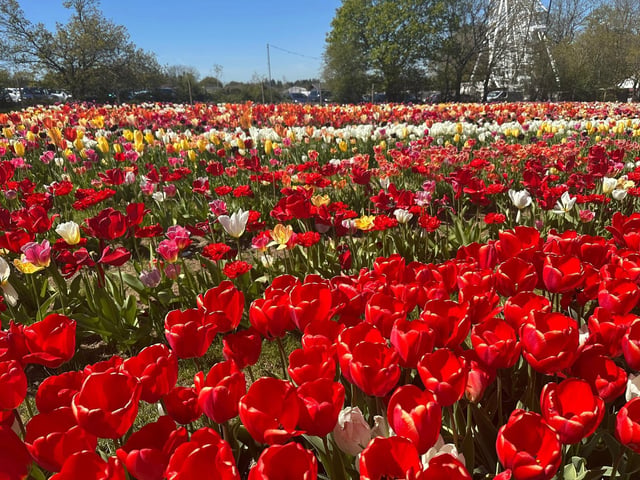 Tulleys Tulip Fest celebrates the arrival of spring with 1.5 million blooms in the fields