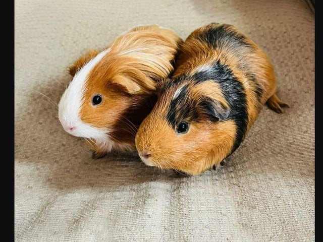 Buddy and Elf are a male bonded pair.