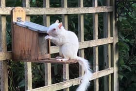 Rare albino squirrel at Hastings