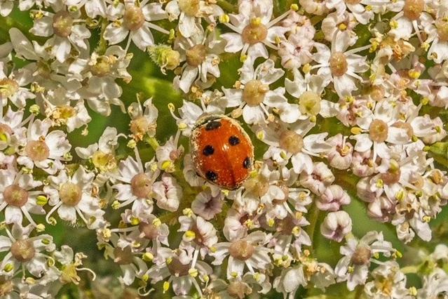 Wildlife in Combe Valley Country Park