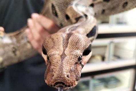 Barnaby the five foot common boa. Picture: RSPCA