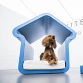 A unique competition showcasing kennel architecture will return to Goodwood's ultimate dog day out, Goodwoof, this year. Photo: Toby Adamson.