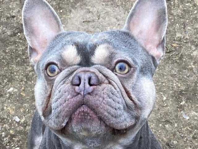 Lenny is a loveable dog with bundles of energy! He enjoys his walks and is happy to meet other dogs, but can be 'quite strong' on the lead, so he needs an adopter who is able to control his excitement. Wadars said Lenny is good around older children, but needs to be the only pet in his new home as he can be a little possessive over ‘his’ toys. With a stable environment and an established routine, Lenny is bound to reach his full potential and make an excellent companion, the charity said.
