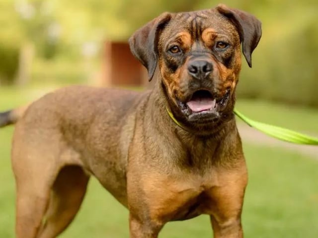 Connie is the sweetest girl who loves to be around people she knows well. She is full of fun and loves to explore, so would make a wonderful adventure buddy, according to Dogs Trust. She enjoys splashing in water and playing with soft, squeaky toys. As she’s still a young, energetic girl, she would thrive with active adopters who enjoy going on long walks and engaging her in plenty of fun activities. Connie can find seeing strangers and other dogs out and about a bit overwhelming. Her new family will need to feel confident managing this behaviour and working on her social skills, with support from Dogs Trust's team. She takes a bit of time to make friends with new people but, with space and a gentle approach, she’ll quickly become your best friend!