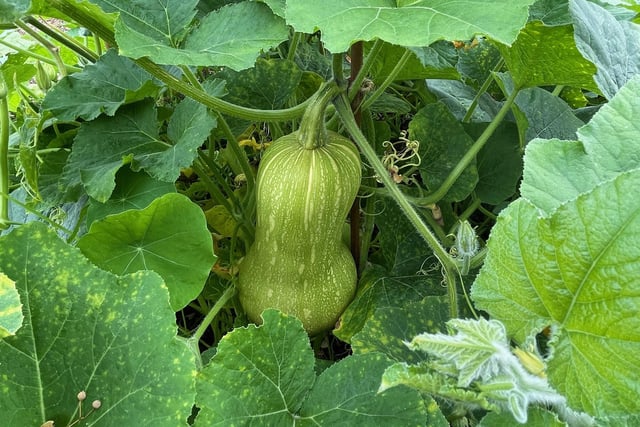 One of the growers' squash