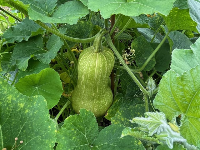One of the growers' squash