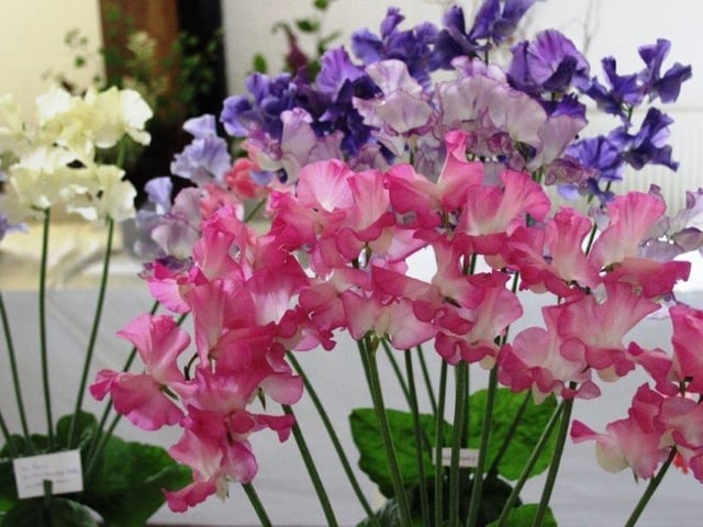 Yapton Cottage Gardeners’ Society held its first early summer flower show for three years and was pleased with the results