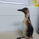 The East Sussex Wildlife Rescue & Ambulance Service (WRAS) is reaching out to the public for help in identifying oil-covered guillemots on the beaches of East Sussex. Picture: WRAS