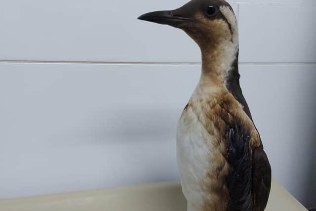 The East Sussex Wildlife Rescue & Ambulance Service (WRAS) is reaching out to the public for help in identifying oil-covered guillemots on the beaches of East Sussex. Picture: WRAS