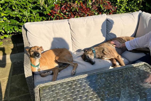 Despite the horrors Willow has experienced, she is ‘coming on in leaps and bounds’ in foster, where she is staying alongside two other ex-racing greyhounds.