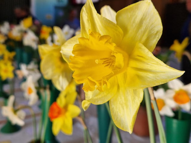 Daffodils