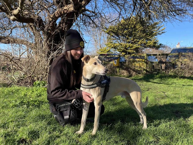 If you think you could offer Harry his forever home, visit: www.dogstrust.org.uk/rehoming.