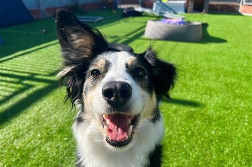 Luna is a friendly, lively dog who is generally sociable with other dogs. She could possibly live with calm older children, and is awaiting assessment with cats. Terrified of loud noises. Luna is house trained but is not used to being left alone. She is terrified of loud noises.
