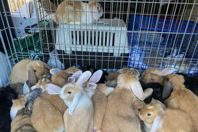 Just a few of the rabbits that were rescued from the Bognor Regis home earlier this month. Picture courtesy of the RSPCA