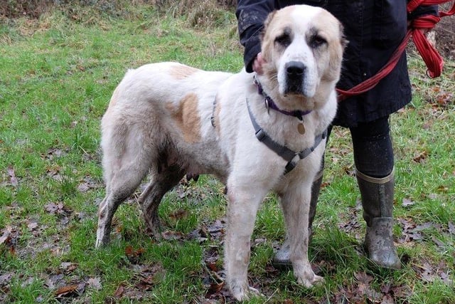 Duchess was found abandoned ex-breeder and unclaimed within a West Country council pound. Rescue Remedies offered a place saving her life. She is now neutered, chipped, and fully vaccinated. She’s a big dog but so gentle, quite affectionate and a very happy dog. She enjoys rolling in the grass during walks, as well as belly rubs.
