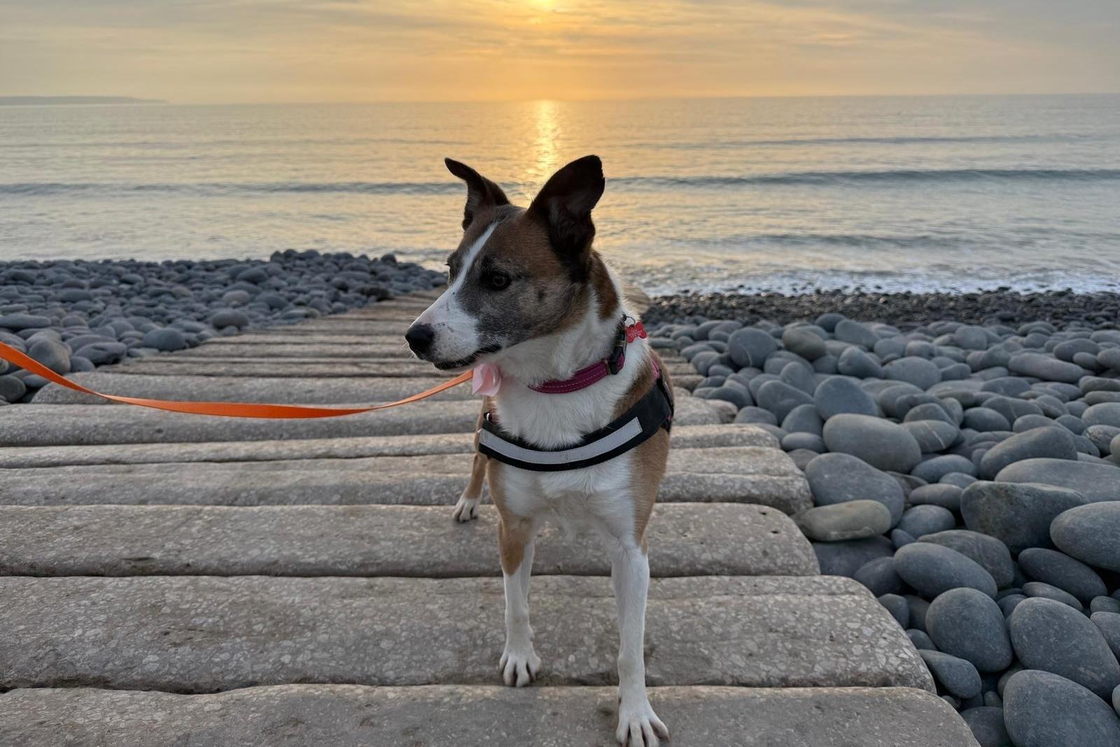 A rescue dog who spent nearly three years in kennels has found a loving home, after staff at a Sussex animal charity launched a daily TikTok campaign.