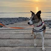 A rescue dog who spent nearly three years in kennels has found a loving home, after staff at a Sussex animal charity launched a daily TikTok campaign.