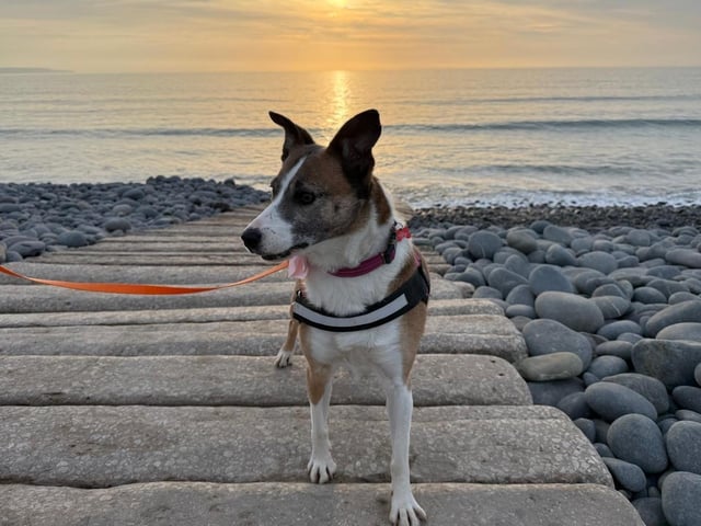 A rescue dog who spent nearly three years in kennels has found a loving home, after staff at a Sussex animal charity launched a daily TikTok campaign.