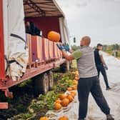 IPP delivers around one million pumpkins into supermarkets for Barfoots of Botley every Halloween