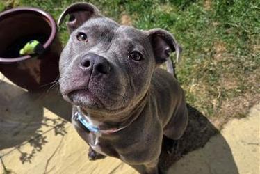 Willow is a wiggly, affectionate and exuberant staffie! She would like a fun, active home who can appreciate her need to be close at all times. Willow is very excitable around new people and can jump up and be boisterous. She may prefer to be the only dog in the home. Willow is a cheeky, typical bouncy staffie who would be best suited to someone used to the breed. Raystede said you'll need to steer clear when she gets the zoomies!