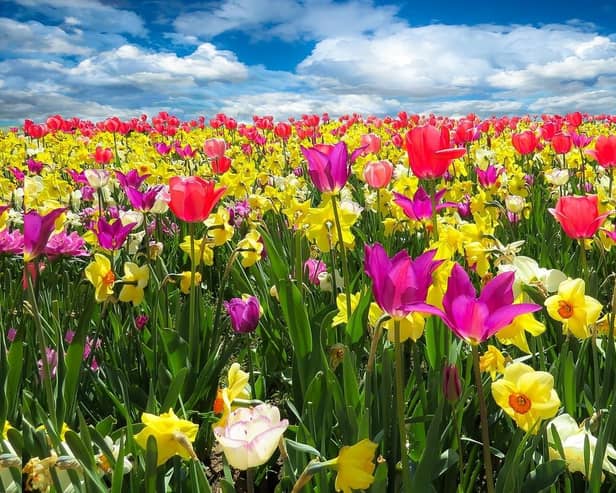 Several popular spring flowers contain toxins that can be harmful, or even deadly, to pets if ingested