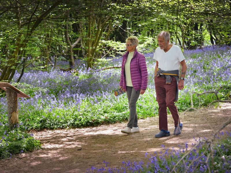 Arlington Bluebell Walk 2022 at Bates Green Farm, Tye Hill Road.