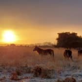 Exmoor Ponies on Ashdown Forest