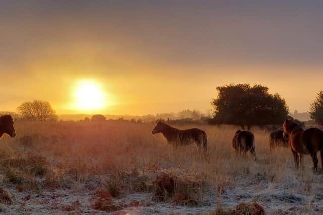 Exmoor Ponies on Ashdown Forest