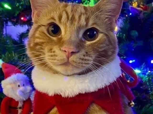 Rosie Costar-Lewsey's cat is the most adorable model!
