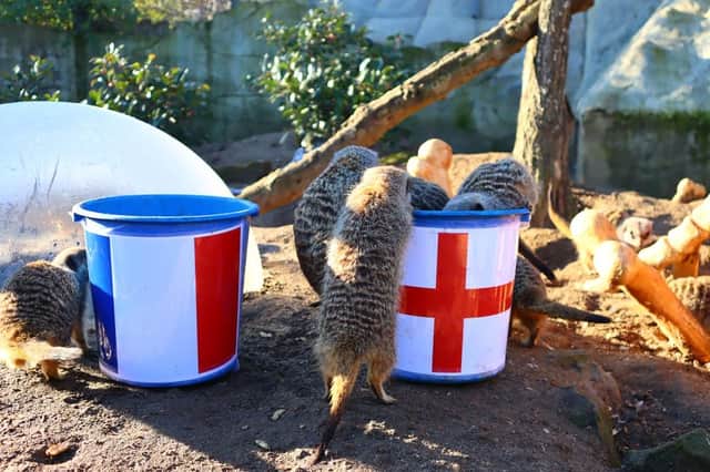 The meerkats at Drusilla’s Park in Sussex have a special method for predicting the results of England’s World Cup games, and correctly chose England for last week’s game against Senegal.