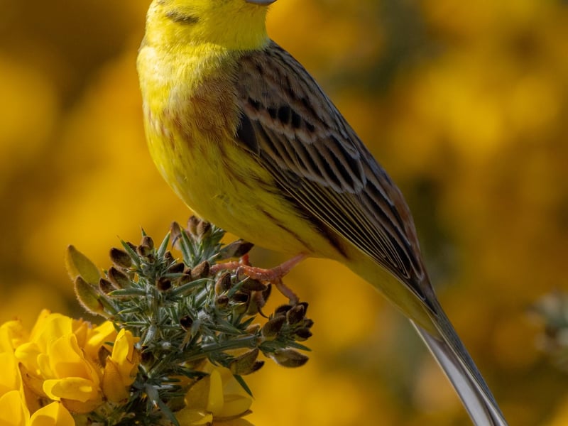 Wildlife winner: 'Yellowhammer' by Piers Fearick
