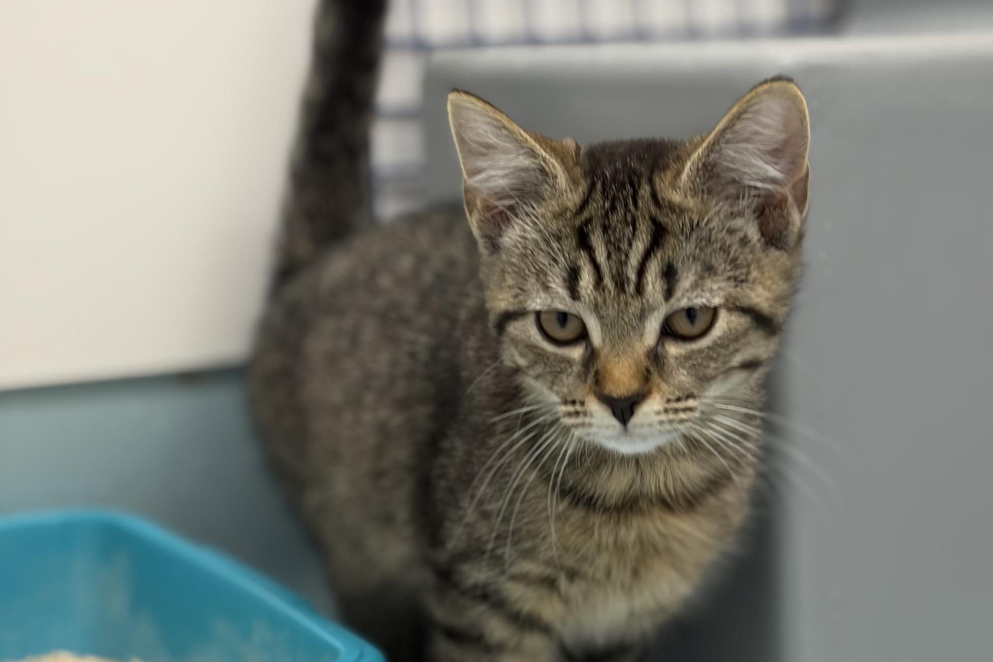 Could you offer a home to a kitten in Chichester?