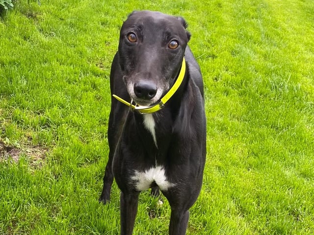 Loveable Louie who has been in kennels since August 2022. A spokesperson for the trust said: "He is such a happy boy and his whole bottom wiggles when he wags his tail. He also gives his paw for the select few once you are in his circle. He is so happy and friendly we can’t understand why he is still here!"