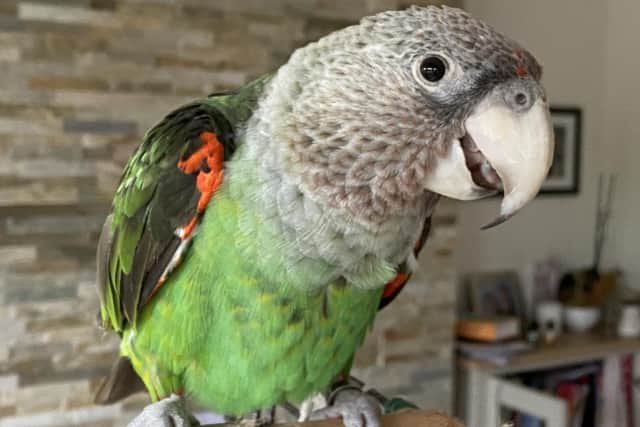 Eric, a four-year-old Cape parrot – named after Eric Idle from Monty Python – hasn’t been seen since 4pm on Saturday (June 18).