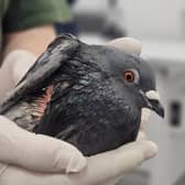 A pigeon is ‘fighting for its life’ at Brent Lodge Wildlife Hospital after being shot. Picture: Brent Lodge Wildlife Hospital