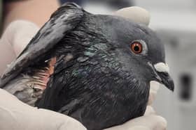 A pigeon is ‘fighting for its life’ at Brent Lodge Wildlife Hospital after being shot. Picture: Brent Lodge Wildlife Hospital