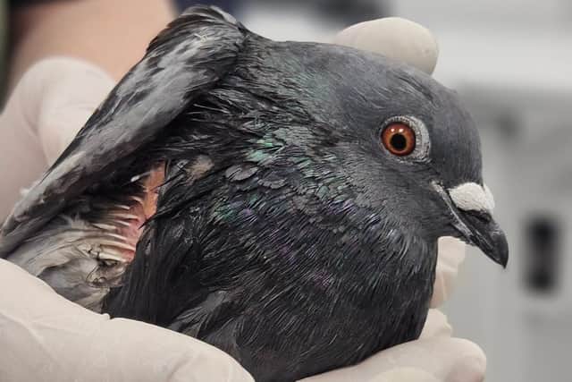A pigeon is ‘fighting for its life’ at Brent Lodge Wildlife Hospital after being shot. Picture: Brent Lodge Wildlife Hospital