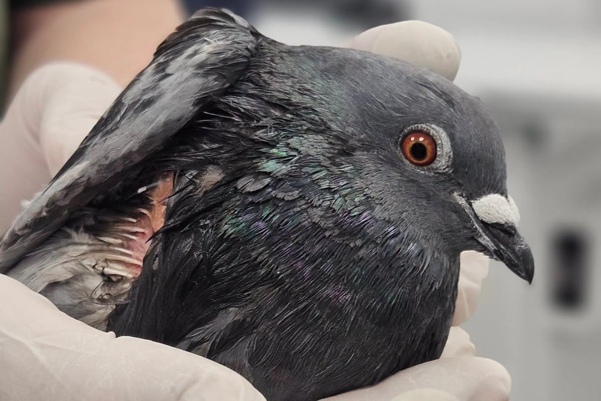 Pigeon ‘fighting for its life’ at Sidlesham wildlife hospital after being shot